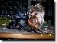 Jork��rsk� terier, Yorkshire Terrier,