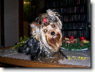 Jork��rsk� terier, Yorkshire Terrier,