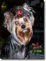 Jork��rsk� terier, Yorkshire Terrier,
