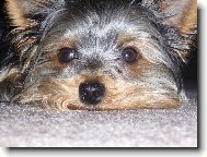 Jork��rsk� terier, Yorkshire Terrier,