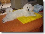 Bichon � poil fris�, Bichon Frise