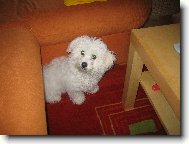Bichon � poil fris�, Bichon Frise