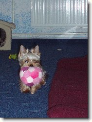 Jork��rsk� terier, Yorkshire Terrier,