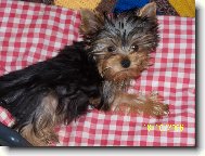 Jork��rsk� terier, Yorkshire Terrier,
