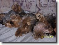 Jork��rsk� terier, Yorkshire Terrier,
