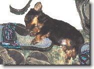 Jork��rsk� terier, Yorkshire Terrier,