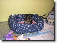 Jork��rsk� terier, Yorkshire Terrier,