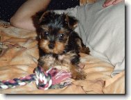 Jork��rsk� terier, Yorkshire Terrier,
