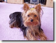 Jork��rsk� terier, Yorkshire Terrier,