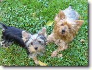 Jork��rsk� terier, Yorkshire Terrier,