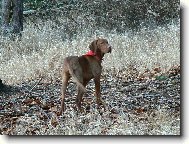 R�vidsz�r� Magyar Vizsla, Hungarian Short-haired Pointing Dog