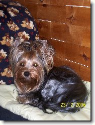 Jork��rsk� terier, Yorkshire Terrier,