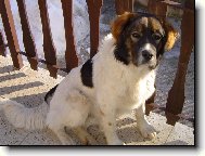 N�rodn� plemeno �HP