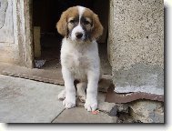 N�rodn� plemeno �HP