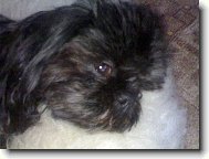 �icu, Shih-Tzu