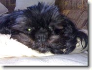 �icu, Shih-Tzu