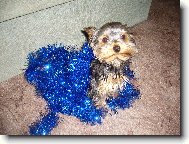 Jork��rsk� terier, Yorkshire Terrier,