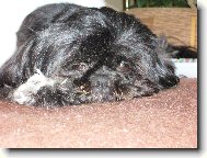 �icu, Shih-Tzu