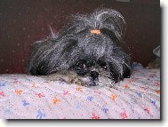 �icu, Shih-Tzu