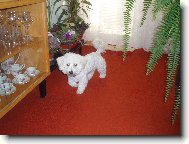 Bichon � poil fris�, Bichon Frise