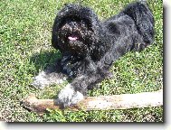 �icu, Shih-Tzu