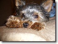 Jork��rsk� terier, Yorkshire Terrier,