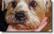Jork��rsk� terier, Yorkshire Terrier,