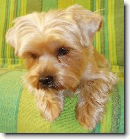 Jork��rsk� terier, Yorkshire Terrier,