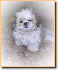 �icu, Shih-Tzu