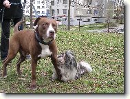 �icu, Shih-Tzu