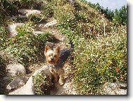 Jork��rsk� terier, Yorkshire Terrier,