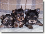 Jork��rsk� terier, Yorkshire Terrier,