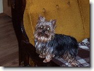 Jork��rsk� terier, Yorkshire Terrier,