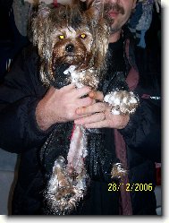Jork��rsk� terier, Yorkshire Terrier,