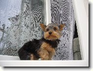 Jork��rsk� terier, Yorkshire Terrier,