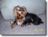 Jork��rsk� terier, Yorkshire Terrier,