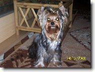 Jork��rsk� terier, Yorkshire Terrier,