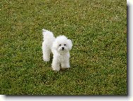 Bichon � poil fris�, Bichon Frise