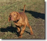 R�vidsz�r� Magyar Vizsla, Hungarian Short-haired Pointing Dog