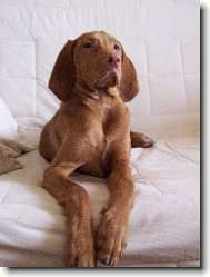 R�vidsz�r� Magyar Vizsla, Hungarian Short-haired Pointing Dog