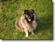 Deutscher spitz - Kleinspitz, German Spitz � Miniature Spitz