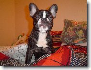 Deutscher spitz - Kleinspitz, German Spitz � Miniature Spitz
