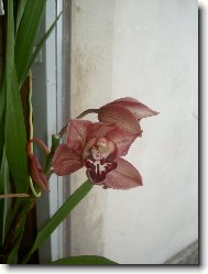 Cymbidium orchid