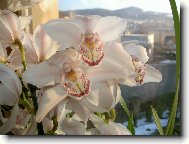Cymbidium orchid