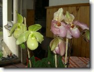 Paphiopedilum