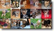 Jork��rsk� terier, Yorkshire Terrier,