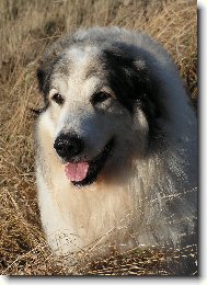 Chien de Montagne des Pyr�n�es