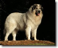 Chien de Montagne des Pyr�n�es