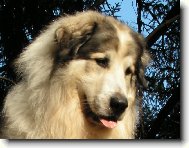 Chien de Montagne des Pyr�n�es