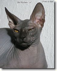 Don sphynx